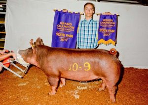 2017 Indiana State Fair Champion Open Tamworth Gilt (Loof) shown by Grant Kaffenbarger