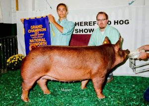 2017 National Tamworth Show Champion Junior Gilt (Loof) shown by Grant Kaffenbarger