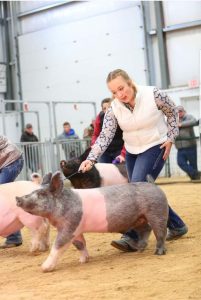 2019 Ohio Winter Circuit Barrow shown by Gracie McHenry