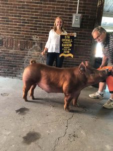 2019 Indiana State Fair 5th Overall Tamworth Barrow shown by the Scheurich family