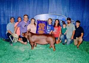 2019 Ohio State Fair Champion Tamworth Barrow shown by Gracie McHenry