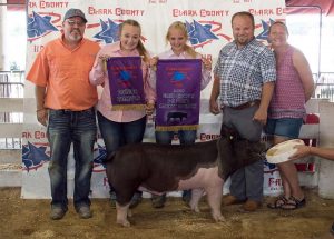 2019 Clark County Champion 4H 2 Barrow shown by Jessica McHenry