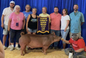 2021 Indiana State Fair Champion Tamworth Barrow shown by Paige Scheurich